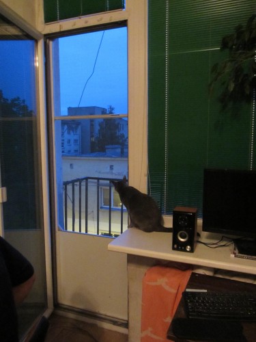 Aurelijos katinas ir balkono tinklelis